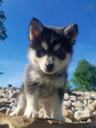 Cute lovely and Adorable Gorgeous Pomsky Puppies available