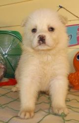 Pomsky Puppy 7 Months Old
