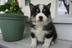 Stunning Tiny Rare F2 Pomsky Pups