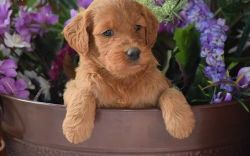Handsome & Loving Reg Poodle pups