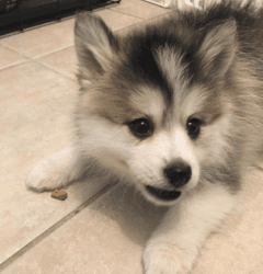 Home raised pomsky puppies for rehoming