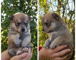 Stunning quality very small pomsky puppies.