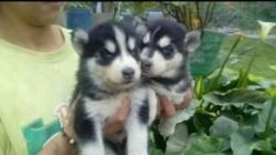 Male and female pomsky puppies