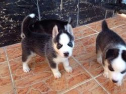 Male and female pomsky puppies