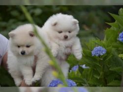 Pomeranian Pups for caring homes