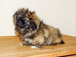 ADORABLE PEKINGESE PUPPIES FOR SALE