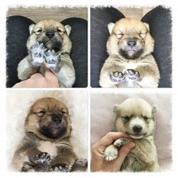(genuine) Tiny Pomsky Puppies For Sale