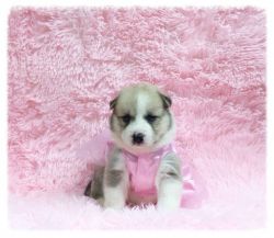Stunning Petite Pomsky Pups Avalible