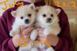 Female Pomsky Puppy for Sale - For Sale