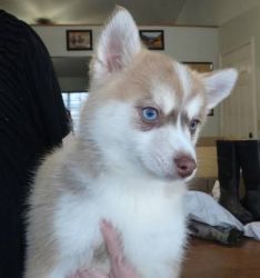 Home Trained Pomsky Puppy