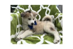 rehome this pomsky