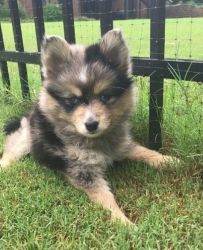 Loving Pomsky male and female puppies for sale