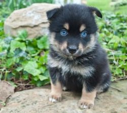 Charming Blue Eyes Pomsky Puppies Available