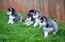 Pomsky Puppies Available