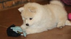 Healthy Pomsky puppies with papers for sale