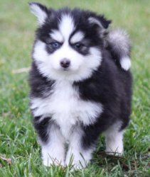 Male and Female Pomsky puppies