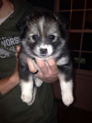 Super Cute Pomsky Pups For Adoption