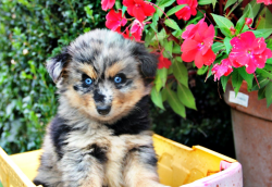 Pomsky Puppies For Sale!