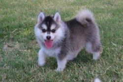 adorable Pomsky Puppies