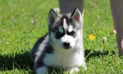 intelligent pomsky puppies for sale