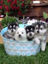 Pomsky Puppies Ready To Go Home