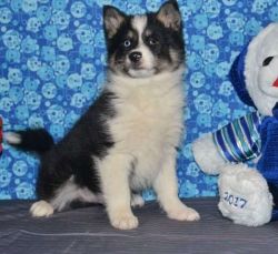 Well Trained Pomsky Puppies