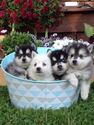 Beautiful Pomsky Puppies Available M/F