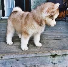PUPPIES FOR YOUR KIDS POMSKY