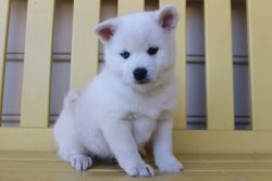 pomsky puppies for sale!!