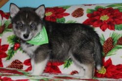 adorable pomsky puppies available today
