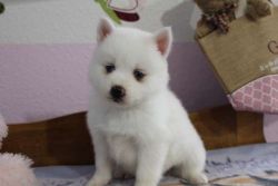Pomsky Male and Female puppies F2