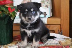 Male and Female Pomsky Pups