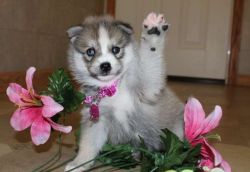 Pomsky Puppies for V. Day