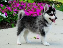 Gorgeous Pomsky Puppies For Rehoming