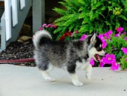 Pomsky puppies for adoption.