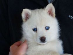 Pomsky Male and Female with Blue eyes
