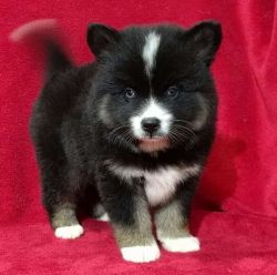 Pomsky puppies available and ready to go