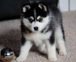 Pomsky Puppies for adoption!
