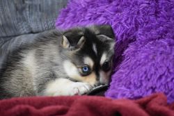 akc male and female pomsky puppies