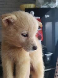 Sweet, Small Pomsky Female - spayed and well trained