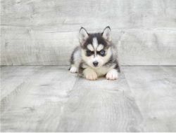 Pomsky Puppies Available male and female