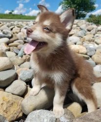 Gorgeous male and female Pomsky puppies