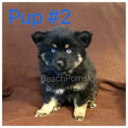 Pomsky Puppies ready for homes!