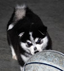 pomsky puppies for sale!