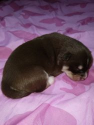 Brownie Female F2 Pomsky Puppy