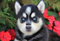 Gorgeous Blue Eyed Pomsky Puppies