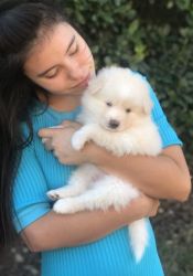 Remarkable Pomsky Puppies For Adoption