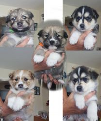 Genuine F2 Blue-eyed Pomsky Puppies