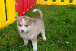 8 beautiful husky/ pomsky / and English bulldog pups ready for their f