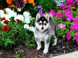 Healthy and trained Blue Eyes Pomsky Puppies for Re-Homing